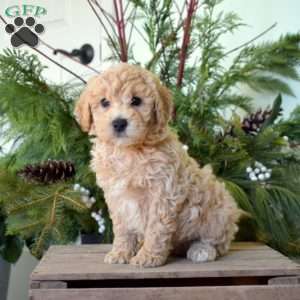 Moose, Bich-Poo Puppy