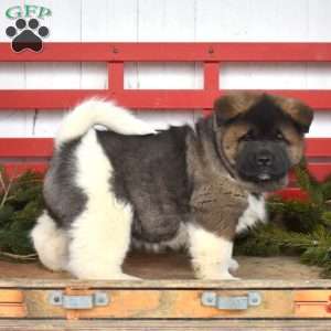 Moose, Akita Puppy