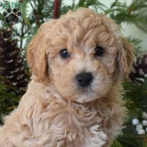 Moose, Bich-Poo Puppy