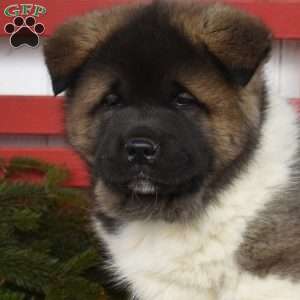 Moose, Akita Puppy