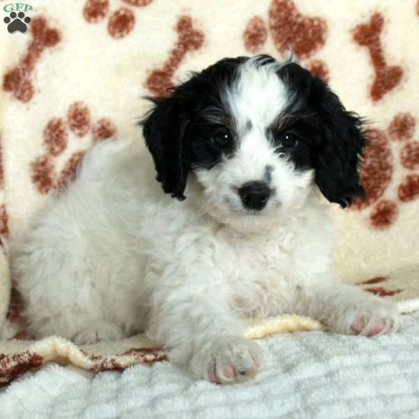 Morris, Cavapoo Puppy