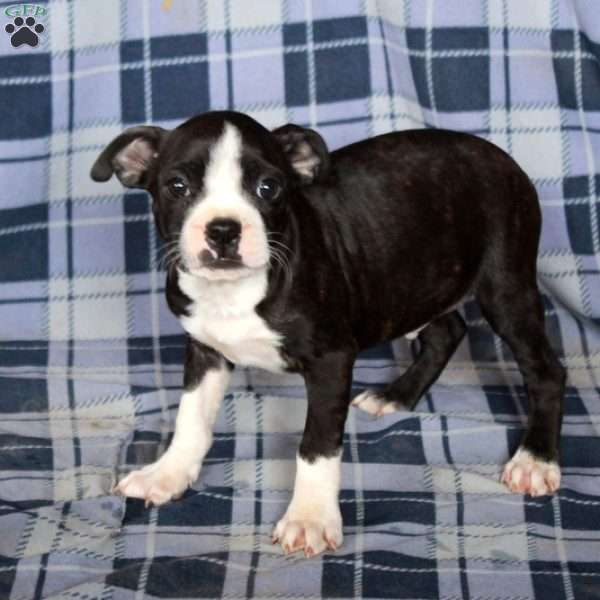 Moxie, Boston Terrier Puppy