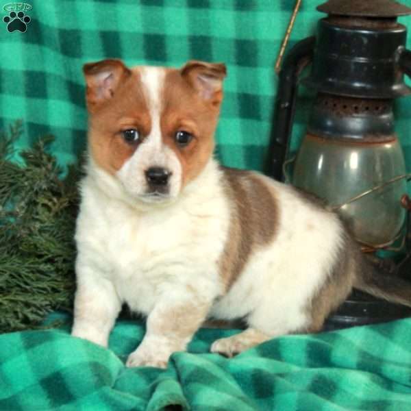 Moxie, Welsh Corgi Mix Puppy