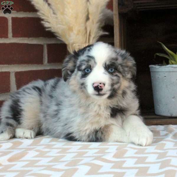 Moxie, Miniature Australian Shepherd Puppy