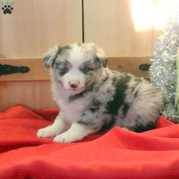 Moxie, Miniature Australian Shepherd Puppy