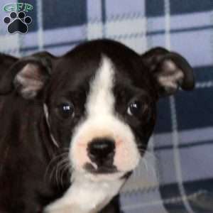 Moxie, Boston Terrier Puppy