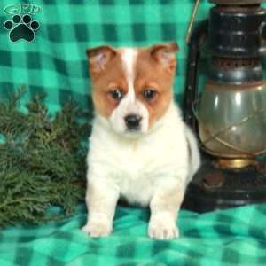 Moxie, Welsh Corgi Mix Puppy