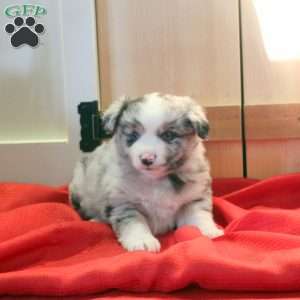 Moxie, Miniature Australian Shepherd Puppy