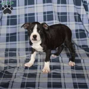 Moxie, Boston Terrier Puppy