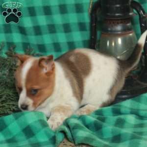 Moxie, Welsh Corgi Mix Puppy