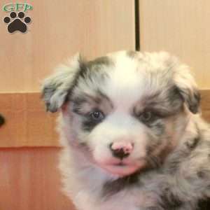Moxie, Miniature Australian Shepherd Puppy