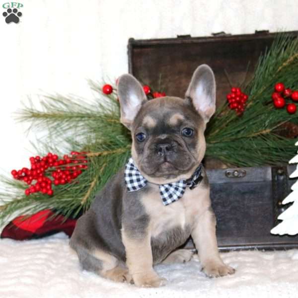 Mr. Mischief, French Bulldog Puppy
