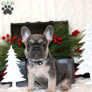 Mr. Mischief, French Bulldog Puppy