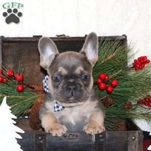 Mr. Mischief, French Bulldog Puppy