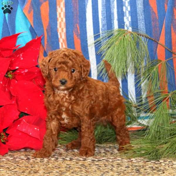 Muff, Mini Goldendoodle Puppy