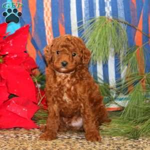 Muff, Mini Goldendoodle Puppy