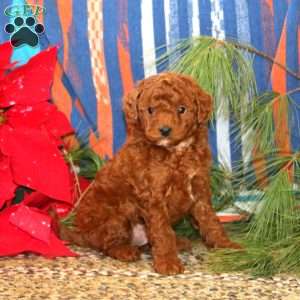 Muff, Mini Goldendoodle Puppy