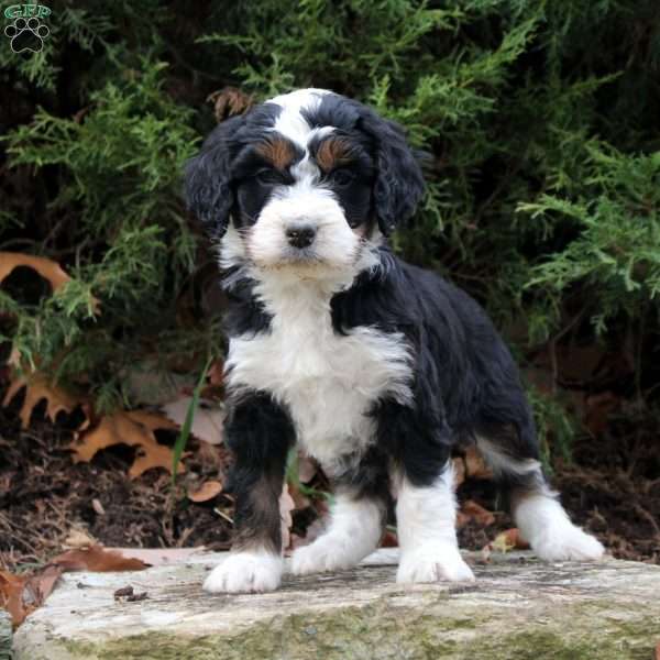 Molly, Bernedoodle Puppy