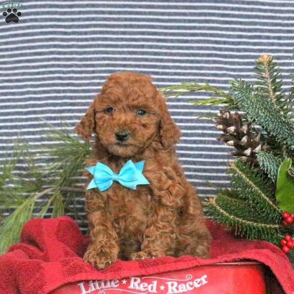 Murphy, Toy Poodle Puppy