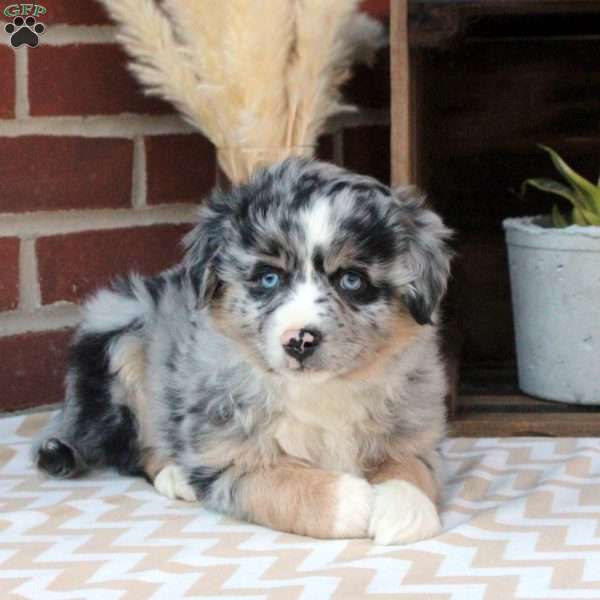 Murphy, Miniature Australian Shepherd Puppy