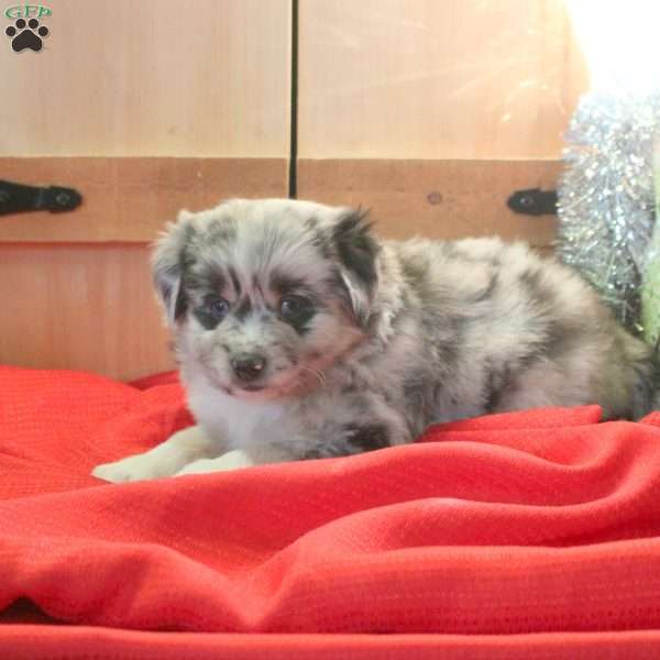 Murphy, Miniature Australian Shepherd Puppy