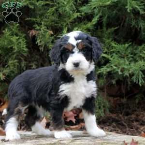 Molly, Bernedoodle Puppy