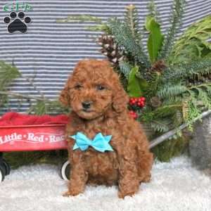 Murphy, Toy Poodle Puppy