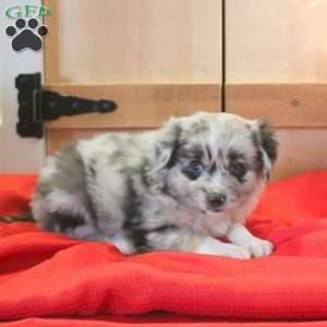 Murphy, Miniature Australian Shepherd Puppy