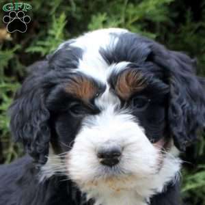 Molly, Bernedoodle Puppy