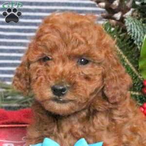 Murphy, Toy Poodle Puppy