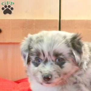 Murphy, Miniature Australian Shepherd Puppy