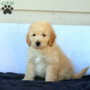 Myles, Cockapoo Puppy