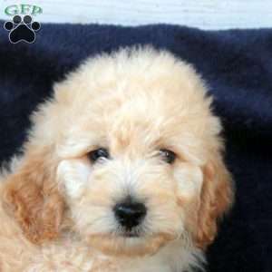 Myles, Cockapoo Puppy