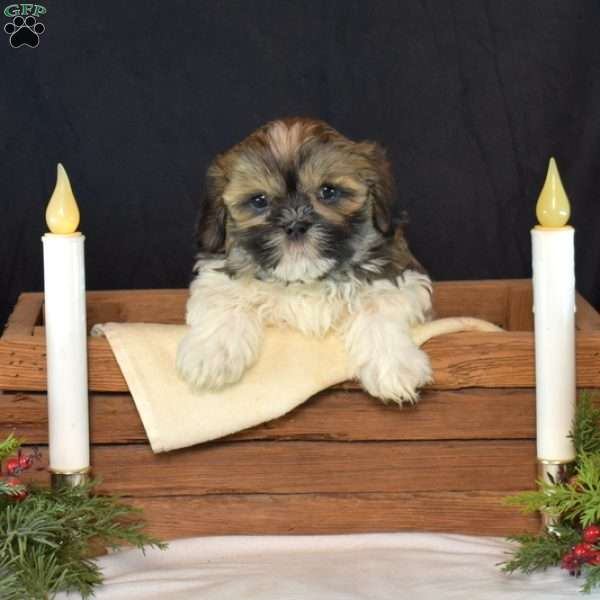 Nabisco, Mal-Shi Puppy