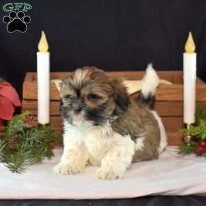 Nabisco, Mal-Shi Puppy