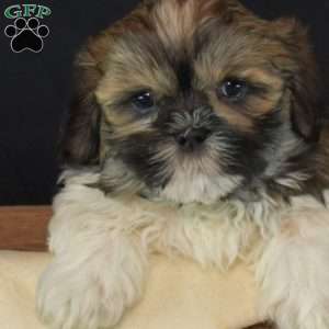 Nabisco, Mal-Shi Puppy