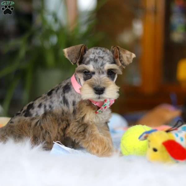 Nala, Miniature Schnauzer Puppy