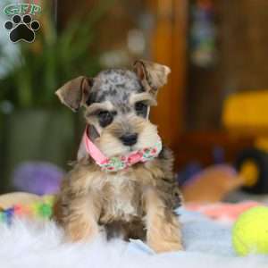 Nala, Miniature Schnauzer Puppy