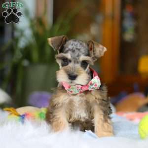 Nala, Miniature Schnauzer Puppy