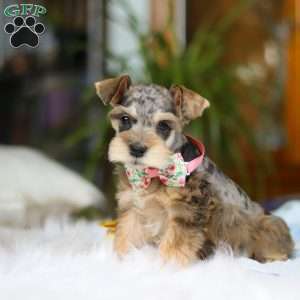Nala, Miniature Schnauzer Puppy