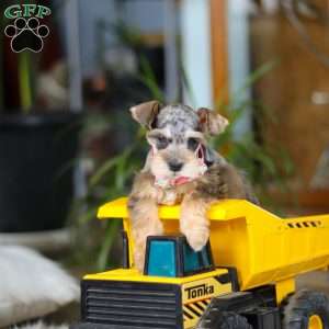 Nala, Miniature Schnauzer Puppy