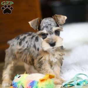 Nala, Miniature Schnauzer Puppy
