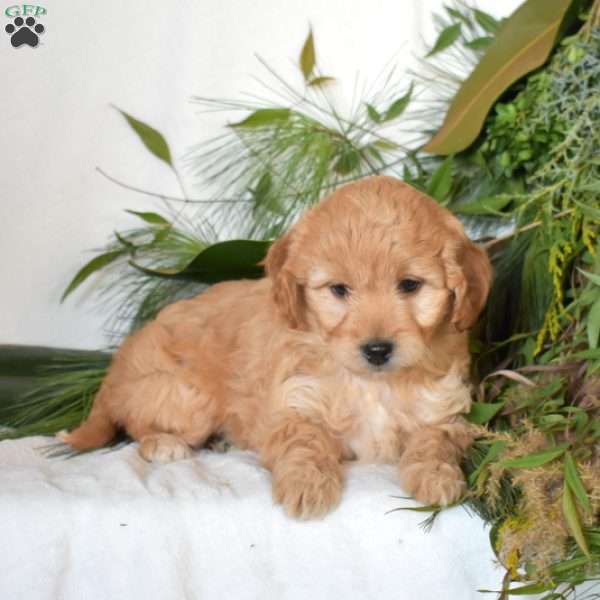 Nala, Mini Goldendoodle Puppy