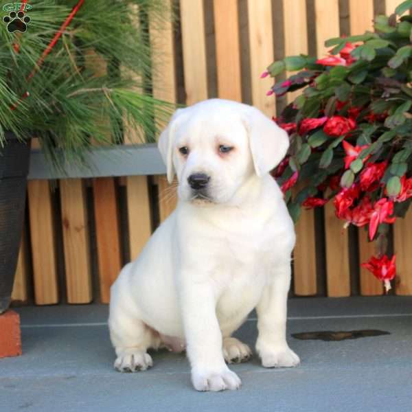 Nala, Yellow Labrador Retriever Puppy