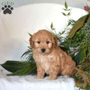 Nala, Mini Goldendoodle Puppy