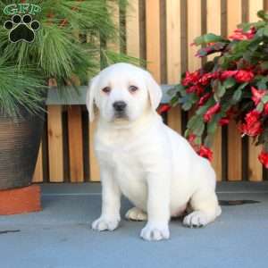 Nala, Yellow Labrador Retriever Puppy