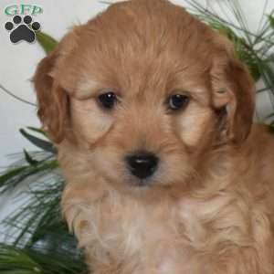 Nala, Mini Goldendoodle Puppy
