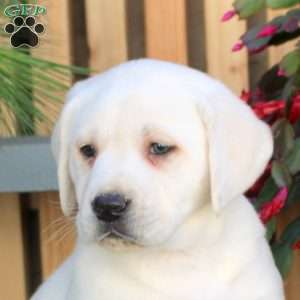 Nala, Yellow Labrador Retriever Puppy