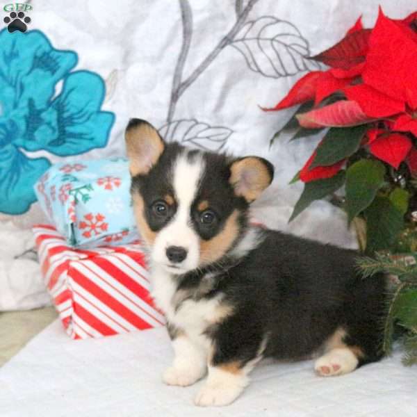 Nantucket, Pembroke Welsh Corgi Puppy