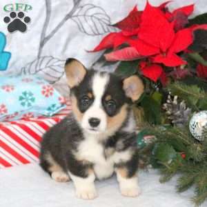 Nantucket, Pembroke Welsh Corgi Puppy